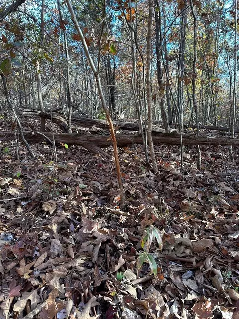 tbd Tract 5 Bobwhite Ln, Fairdealing, MO 63939 photo 24