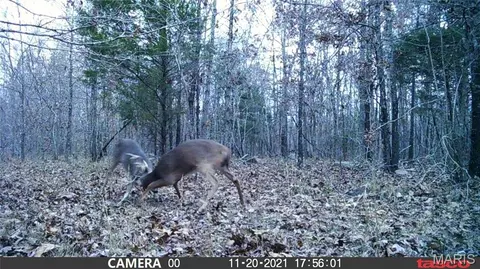 tbd Tract 5 Bobwhite Ln, Fairdealing, MO 63939 photo 38