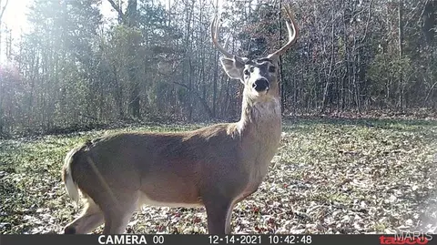 tbd Tract 5 Bobwhite Ln, Fairdealing, MO 63939 photo 43
