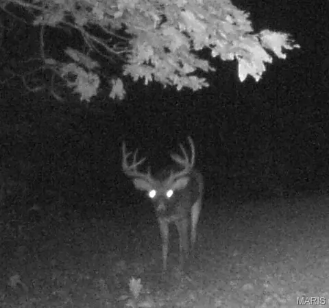 tbd Tract 5 Bobwhite Ln, Fairdealing, MO 63939 photo 46