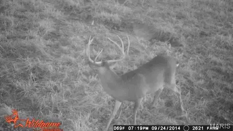 tbd Tract 5 Bobwhite Ln, Fairdealing, MO 63939 photo 45