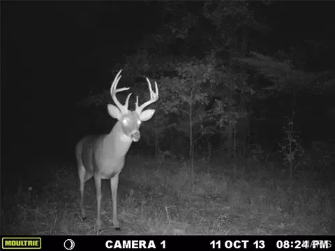 tbd Tract 5 Bobwhite Ln, Fairdealing, MO 63939 photo 6