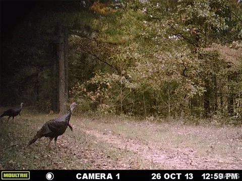 tbd Tract 5 Bobwhite Ln, Fairdealing, MO 63939 photo 7