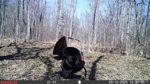 tbd Tract 4 Bobwhite Ln, Fairdealing, MO 63939 photo 46