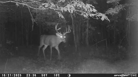 tbd Tract 4 Bobwhite Ln, Fairdealing, MO 63939 photo 6