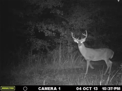 tbd Tract 4 Bobwhite Ln, Fairdealing, MO 63939 photo 49