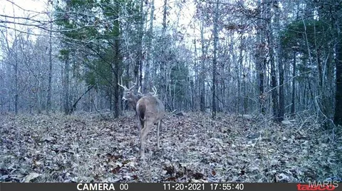 tbd Tract 4 Bobwhite Ln, Fairdealing, MO 63939 photo 34