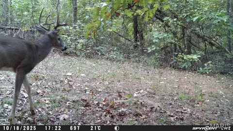 tbd Tract 4 Bobwhite Ln, Fairdealing, MO 63939 photo 56