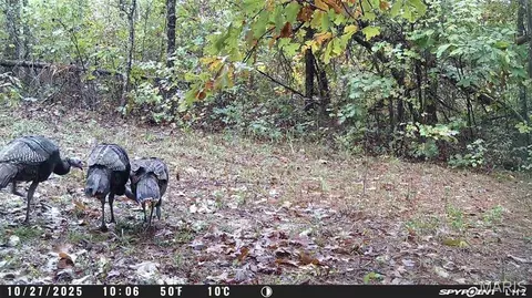 tbd Tract 4 Bobwhite Ln, Fairdealing, MO 63939 photo 54
