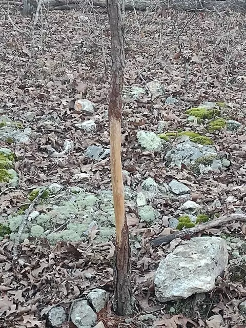 000 Moonshine Pass, Salem, MO 65560