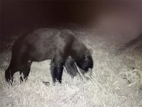 Other - 2480 County Road 317, Other, MO 65773 photo 19 of 29