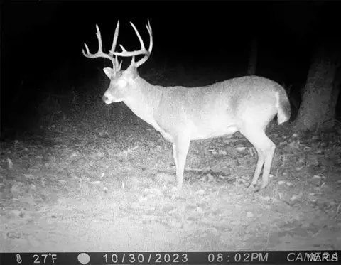 Other - 12980 Canyon Rd, Dixon, MO 65459 photo 54 of 67