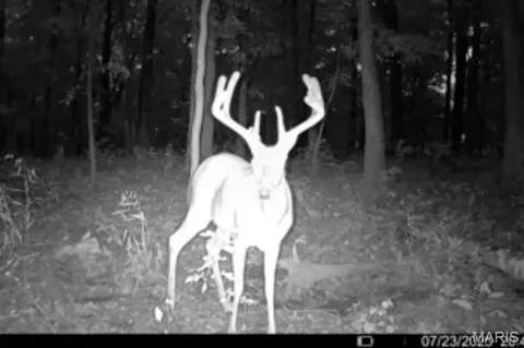 Other - 12980 Canyon Rd, Dixon, MO 65459 photo 65 of 67