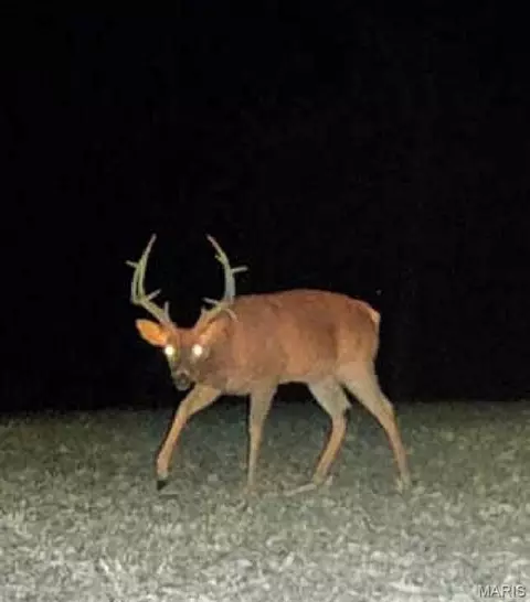 Other - 10849 Claxton Rd, Falcon, MO 65470 photo 32 of 40