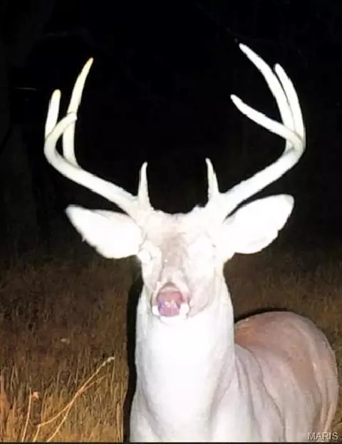 Other - 10849 Claxton Rd, Falcon, MO 65470 photo 36 of 40
