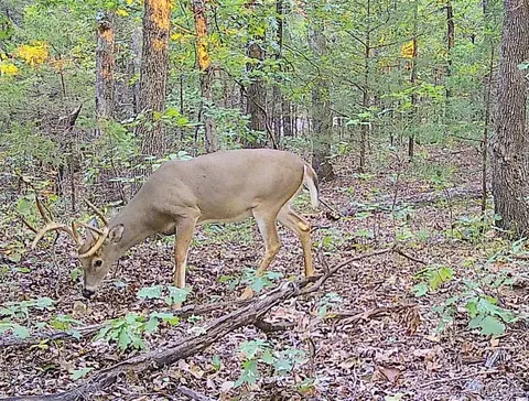 Other - 10849 Claxton Rd, Falcon, MO 65470 photo 40 of 40