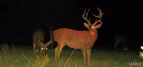 Other - 10849 Claxton Rd, Falcon, MO 65470 photo 31 of 40