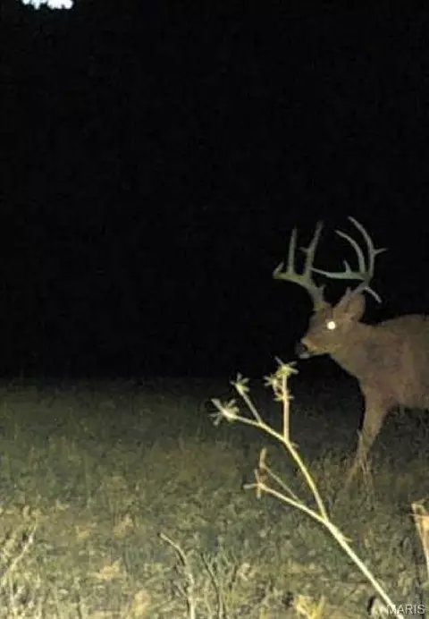 Other - 10849 Claxton Rd, Falcon, MO 65470 photo 33 of 40
