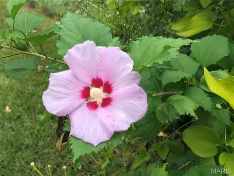 Other - 8 Redbud Ln, Rolla, MO 65401 photo 3 of 4