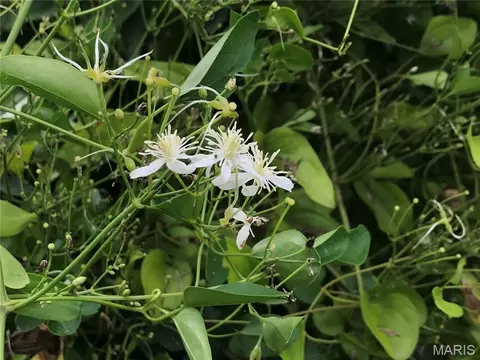 Other - 8 Redbud Ln, Rolla, MO 65401 photo 2 of 4