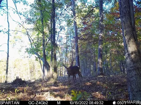 001 Bb Hwy, Fairdealing, MO 63945 photo 37