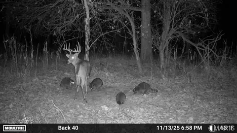 Other - 56504 Shaw Rd, Olean, MO 65064 photo 48 of 48