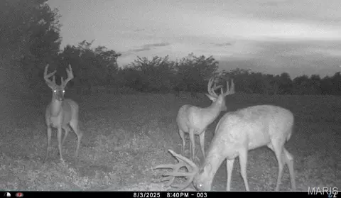 00 Abbott Rd, Bellflower, MO 63333 photo 6