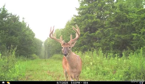 00 Abbott Rd, Bellflower, MO 63333 photo 63