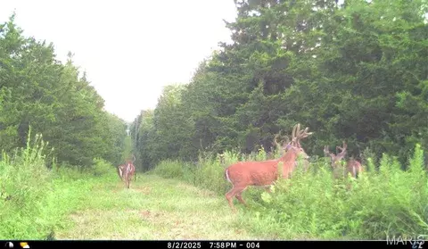 00 Abbott Rd, Bellflower, MO 63333 photo 53