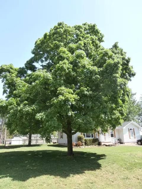305 E Kime St, Willard, MO 65781 photo 45