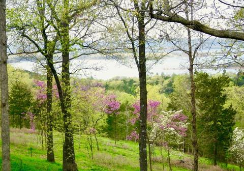 1231 Skyview Drive Dr, Branson, MO 65616 photo 1