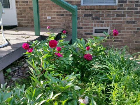 606 E Sunset St, Nixa, MO 65714 photo 22