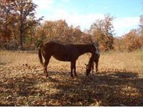 390 Kingfish Dr, Ridgedale, MO 65739 photo 1