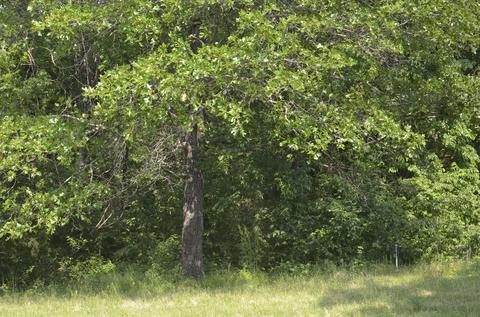 6180 State Hwy W, Ozark, MO 65721 photo 29