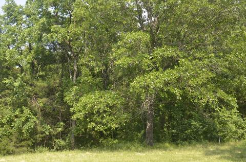 6180 State Hwy W, Ozark, MO 65721 photo 27