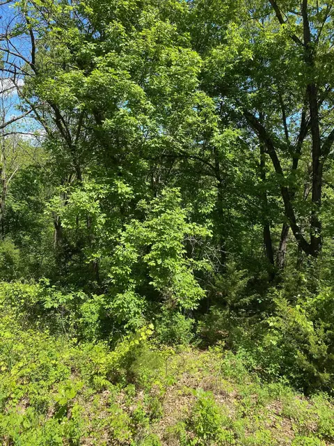 0 Mule Barn Dr, Cape Fair, MO 65624 photo 5