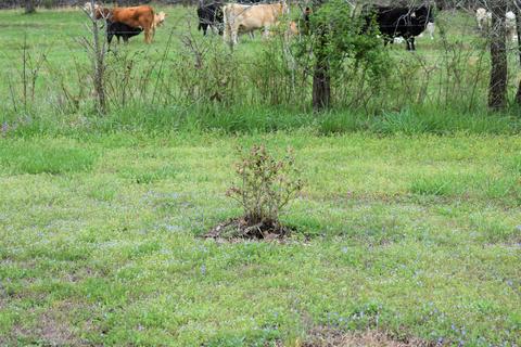 495 Fowler Rd, Protem, MO 65733 photo 32