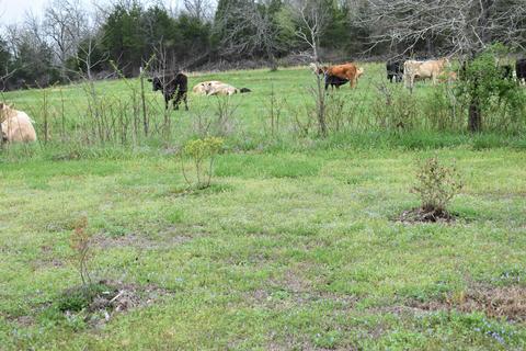 495 Fowler Rd, Protem, MO 65733 photo 33