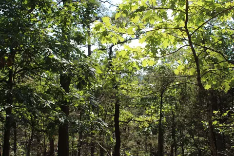 000 Eagle Ridge Road Lot 28 Rd, Protem, MO 65733 photo 6