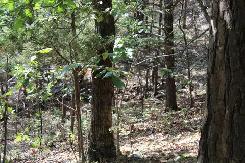 000 Eagle Ridge Road Lot 28 Rd, Protem, MO 65733 photo 16
