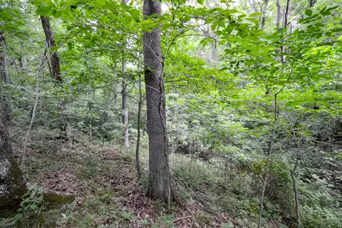 000 Union Ridge Dr, Clever, MO 65631 photo 12