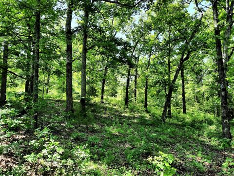 373 Longhorn Dr, Chadwick, MO 65629 photo 33