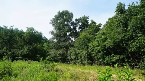 252 Douglas County Rd #1, Ava, MO 65608 photo 4