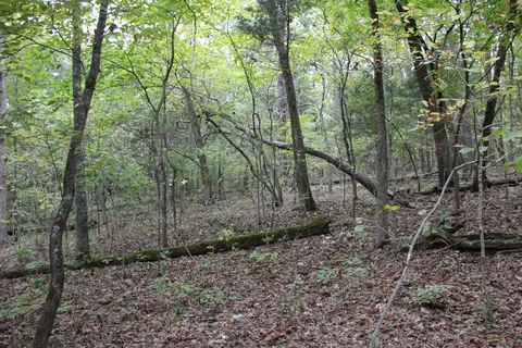 000 County Road 953, Squires, MO 65755 photo 14