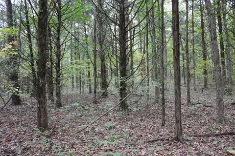 000 County Road 953, Squires, MO 65755 photo 17