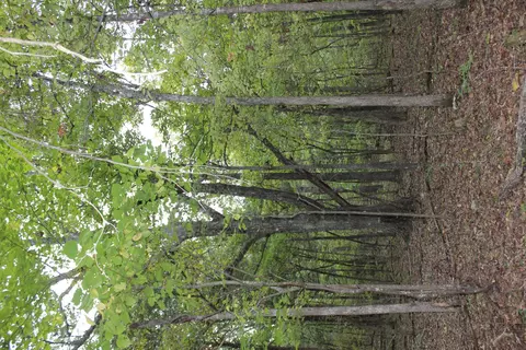 000 County Road 953, Squires, MO 65755 photo 16