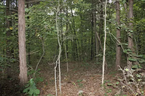 000 County Road 953, Squires, MO 65755 photo 9