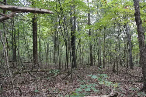000 County Road 953, Squires, MO 65755 photo 19