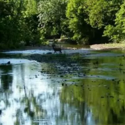 174 E 508th Rd, Aldrich, MO 65601 photo 5