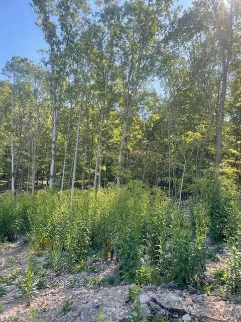 00 Private Rd 3424, Mountain View, MO 65548 photo 6